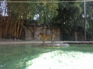 Australien Zoo-077